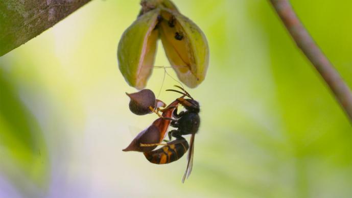 rthk.hk : TV|Biodiversity of Hong Kong3|The Symbiosis Symphony