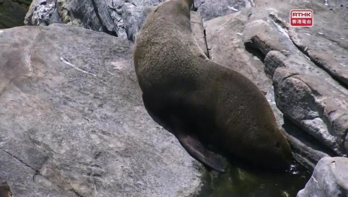 得意寶寶（上） 