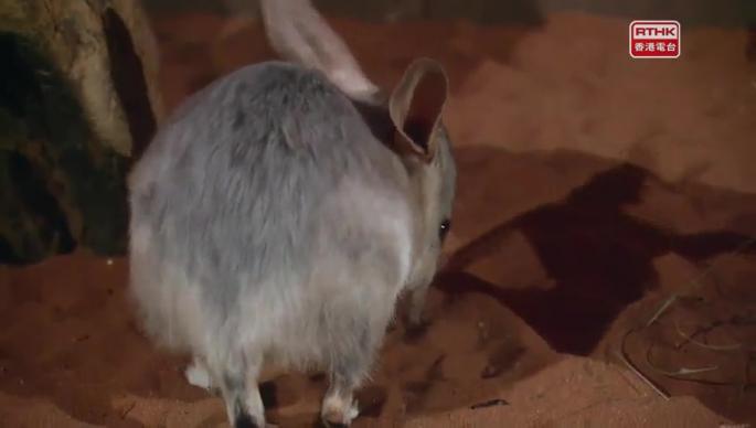 得意寶寶（下） 