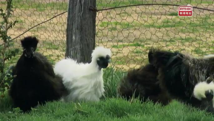 自主寶寶（上）