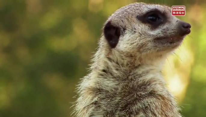 可愛寶寶（下） 