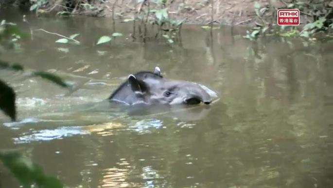 趣怪寶寶（下） 