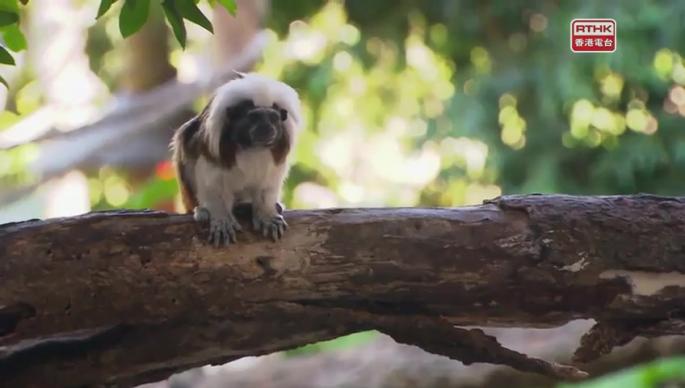 魅力家族（上） 