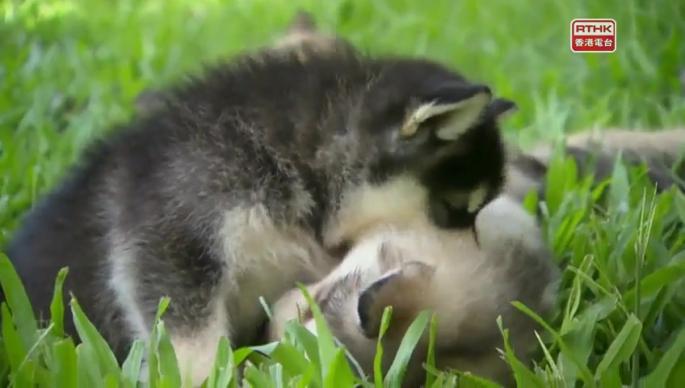 魅力家族（下） 