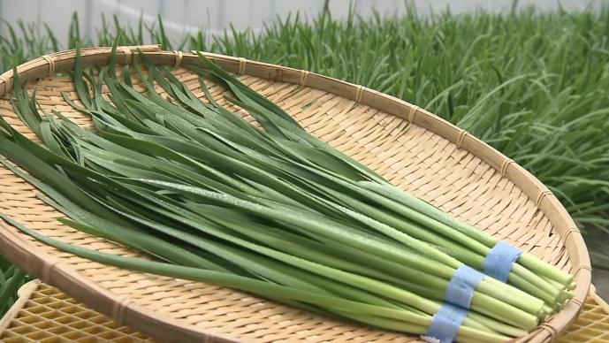 小農夫大作物 ：知内町韭菜