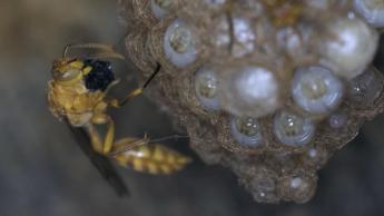 The Secret Lives of Bees & Wasps