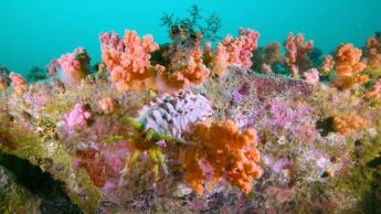潜觅珊瑚