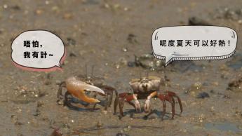 蟹是顽强