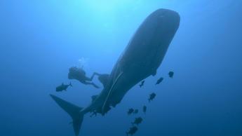第五集 – 索科罗岛：远征鲨鱼岛
