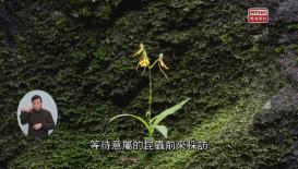 第28集(手语版) 香港故事2022(第53辑)树心边#10生命树(手语版)大自然大不同3#1共生共荣