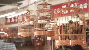 Birdcage-making, Japanese decorative art@Liang Yi & in the studio: Singer-songwriter Monkey